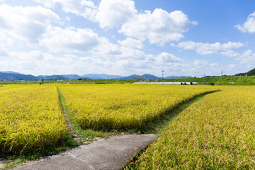 Fototapeta na wymiar Walking path between the paddy rice meadow