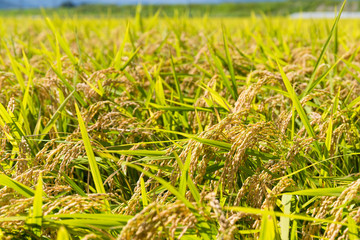 Rice field