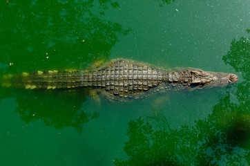 Crocodile floating in the water view from the top