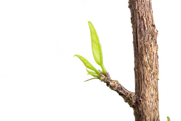 New leaves of a hibiscus.

