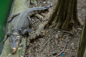 Crocodile sunbathing beside a tree
