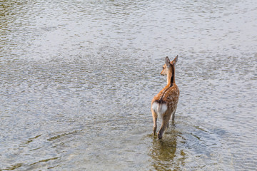 Obraz premium The back of the deer in the lake