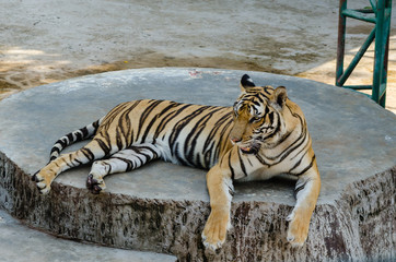 Tiger being fed by humans