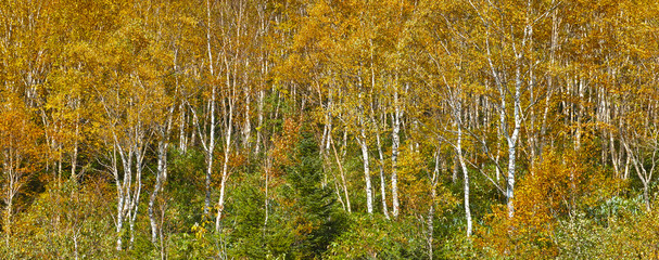 紅葉した白樺林