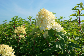 Hydrangea paniculata Phantom in a garden © 7monarda
