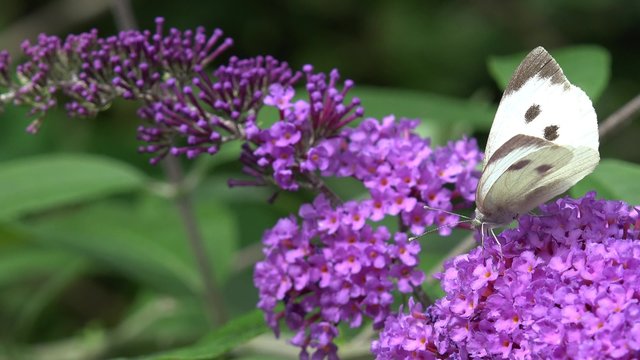 Butterfly on purple  flower