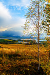 Obraz premium birch tree in the foreground image, meadow and lake
