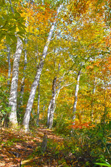 紅葉のブナ林の山道