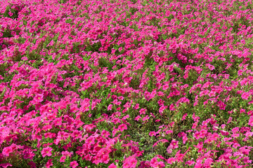Fototapeta premium Flowers