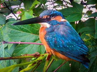 kingfisher bird
