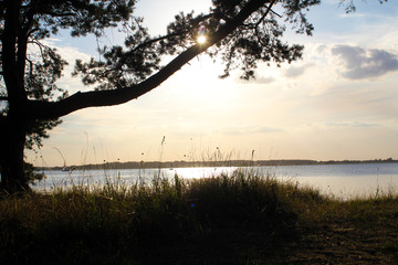 Naklejka na ściany i meble Sonnenuntergang hinter Baum an der Ostsee
