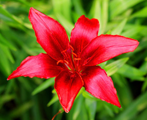 red lily