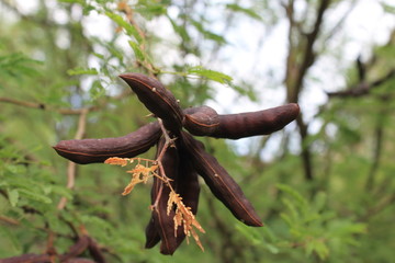 Fruits of acacia pods are brown on a tree among green leaves