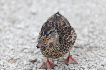 Duck on a black lake Durmitor National Park