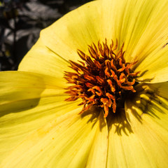Dahlia Detail