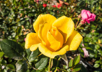 Yellow Rose