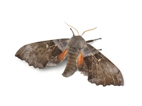 The poplar hawk-moth Laothoe populi isolated on white background