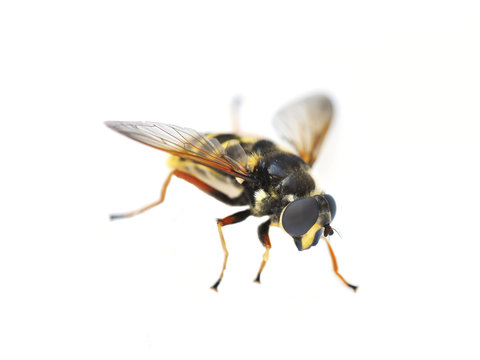 The hover fly Sericomyia silentis isolated on white background