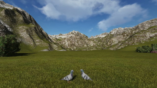 Pigeons resting on green meadow