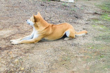 Dog sitting on the sand