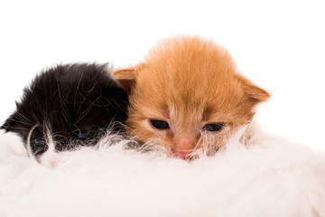  cat nursing newborn kitten.