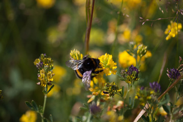 bumble bee on a flower