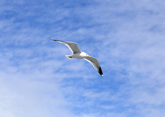 Fototapeta na wymiar Mediterranean white seagull