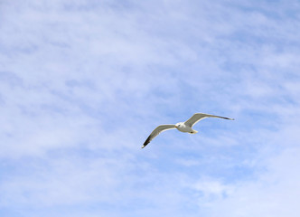 Mediterranean white seagull