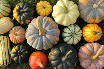 Squash and pumpkins.