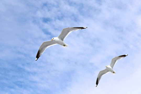 Two mediterranean white seagulls flying