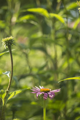 Fototapeta premium Echinacea purpurea