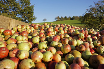 apple harvest