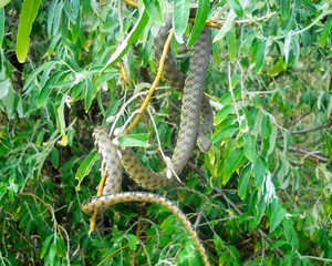 snake on a tree