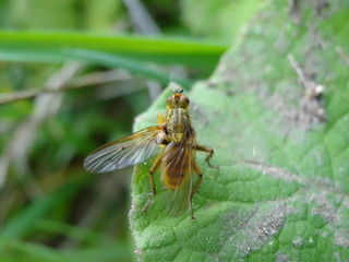 Mouche posée sur une feuille.