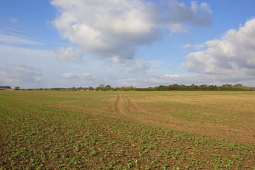 Fototapeta na wymiar canola field in autumn