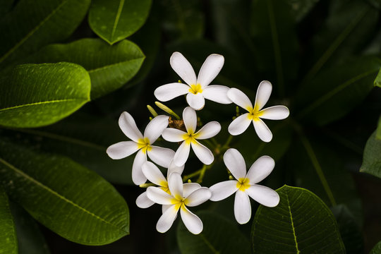 White Plumeria Alba, Frangipani or West Indian Jasmine flower