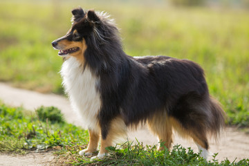 Fototapeta na wymiar Sheltie dog standing on the background of green field