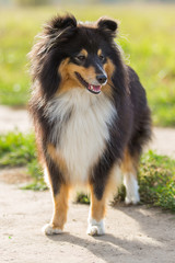 Sheltie dog standing on the background of green field