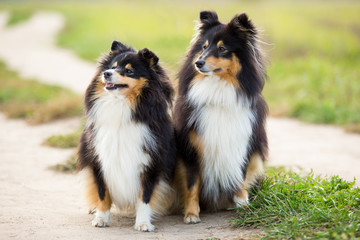 Two black Sheltie dog breed sitting in the background of green field