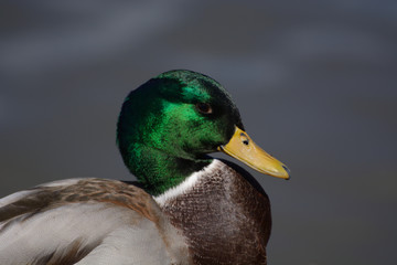 Portrait of Mallard Duck Drake looking backwards