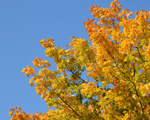 Fototapeta premium Herbstlaub