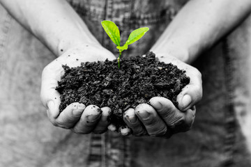 Hands holding a green young plant