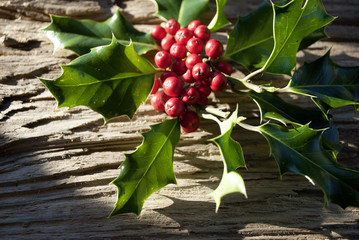 Stechpalme, Ilex Zweige mit roten Beeren auf altem Treibholz / Holz Brett 