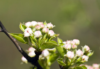 The wild pear branch with flowers and buds