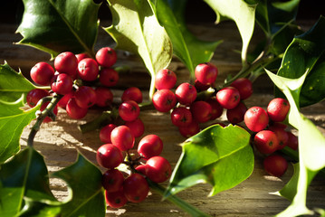 Stechpalme, Ilex Zweige mit roten Beeren auf altem Treibholz / Holz Brett 
