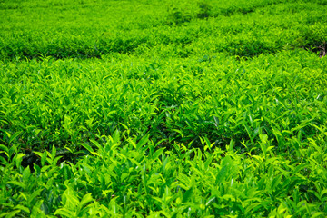 Tea leaves in tea plantation
