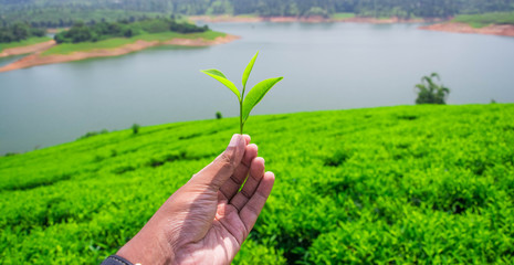 Fototapeta na wymiar Tea leaves in tea plantation 