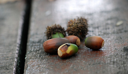  Acorns on a wood background