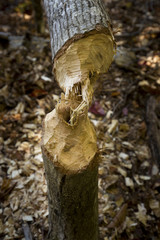 Tree gnawed in half by a beaver, Lincoln, New Hampshire.