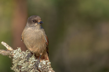 Siberian jay sitting on a dry pine branch